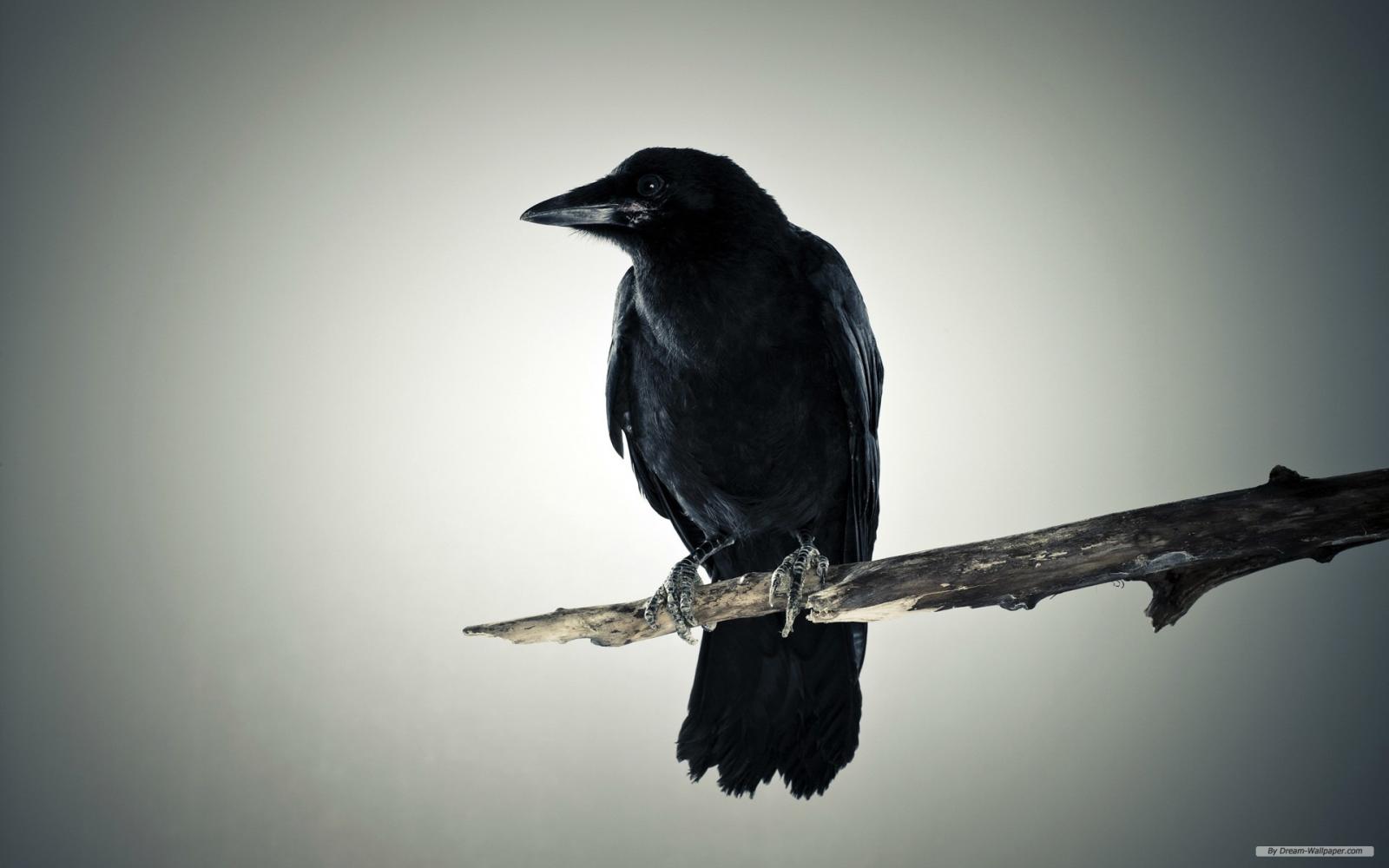 1920x1200 Free download cute black crow Wallpaper [1920x1200] for your Desktop,  Mobile & Tablet | Explore 48+ Black Crow Wallpaper | Crow Wallpaper for  Home Walls, Watercolor Painting Wallpapers, Black Crow Wallpaper Border