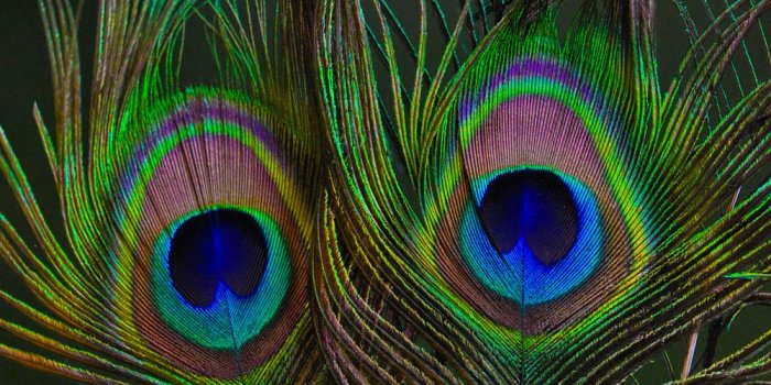 1000x1506 350+ Peacock Feather Pictures | Download Free Images on Unsplash