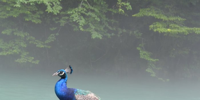 1000x1510 350+ Peacock Feather Pictures | Download Free Images on Unsplash