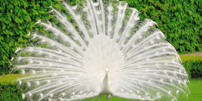 1200x810 White Peacock Wallpapers - Top Free White Peacock Backgrounds -  WallpaperAccess
