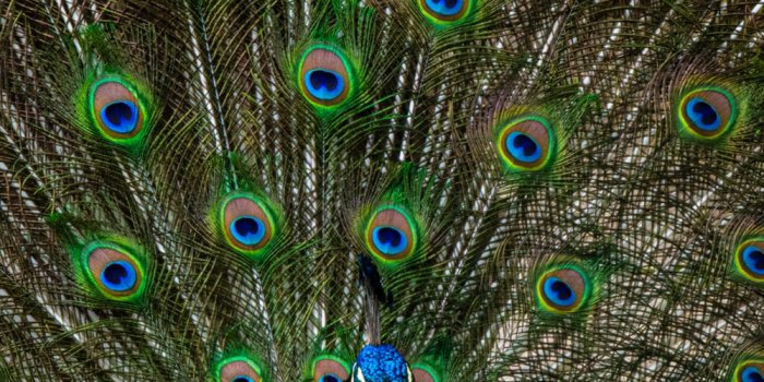 1000x1548 350+ Peacock Feather Pictures | Download Free Images on Unsplash