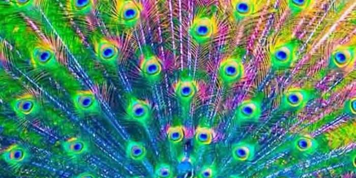 1080x1920 Peacock Wallpaper For iPhone | 2020 3D iPhone Wallpaper