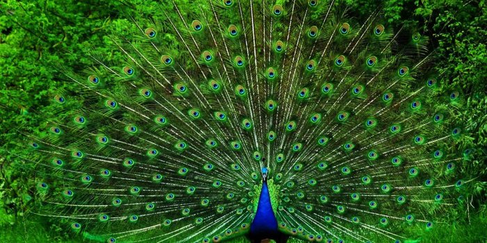 1600x1000 46+] Peacock Wallpaper for Home on WallpaperSafari