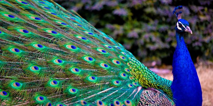 2560x1707 Peacock Wallpapers • TrumpWallpapers