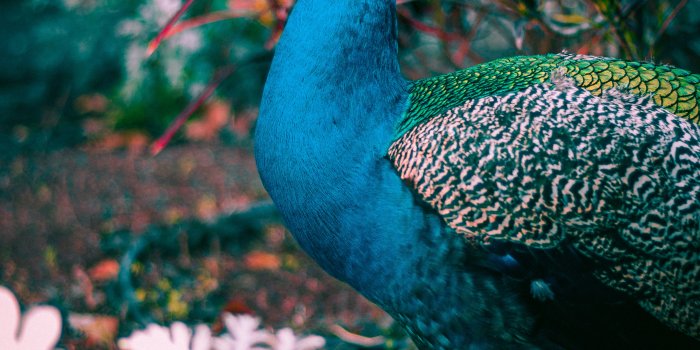 4000x6000 400+ Best Peacock Images · 100% Free Download · Pexels Stock Photos