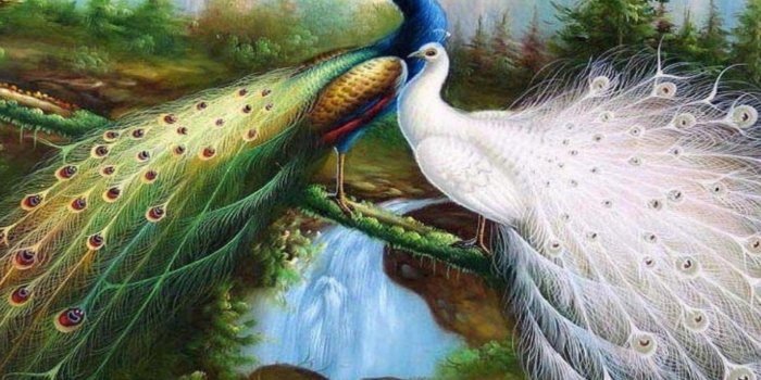 1920x1200 Peacock Wallpapers HD - PixelsTalk.Net