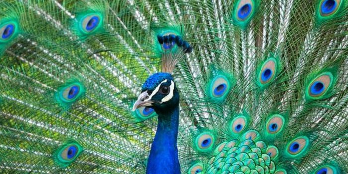 1080x1920 Peacock iPhone Wallpapers - Top Free Peacock iPhone Backgrounds -  WallpaperAccess