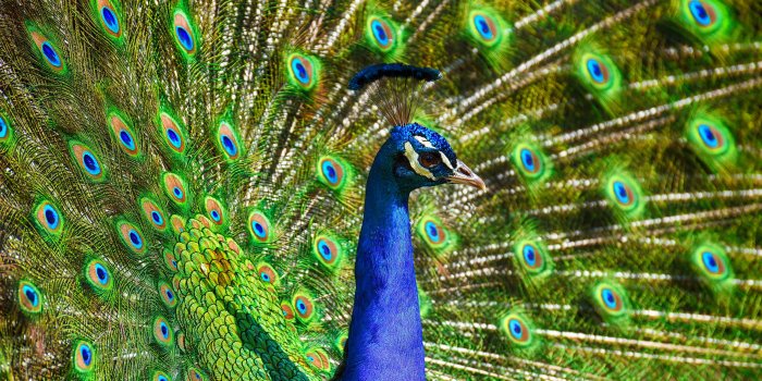 6016x4000 400+ Best Peacock Images · 100% Free Download · Pexels Stock Photos