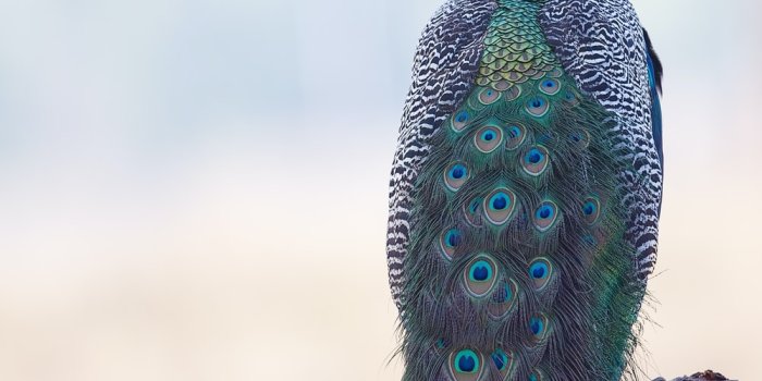 1000x1500 350+ Peacock Feather Pictures | Download Free Images on Unsplash