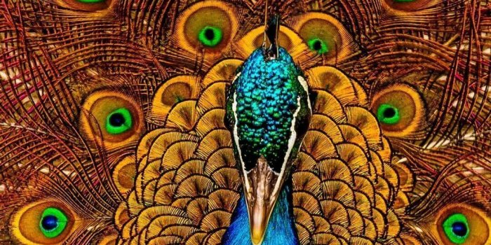 1080x1920 Peacock Phone Wallpapers - Top 20 Free Peacock Phone Backgrounds, Images &  Photos