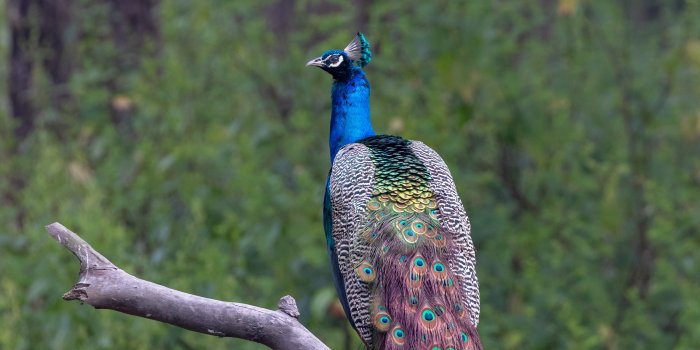 4000x6000 400+ Best Peacock Images · 100% Free Download · Pexels Stock Photos