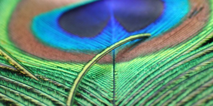 2304x3456 400+ Best Peacock Images · 100% Free Download · Pexels Stock Photos