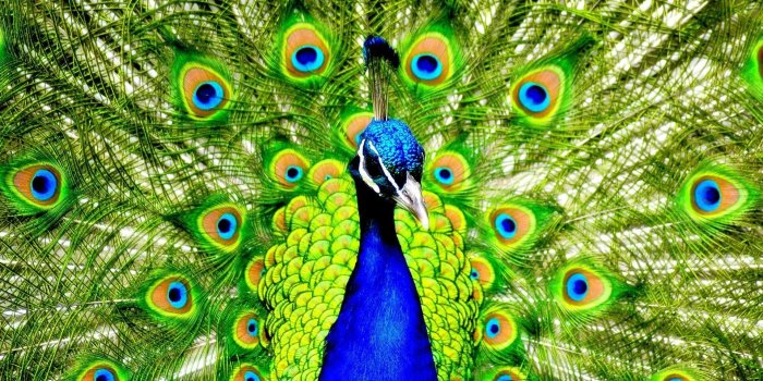 1920x1080 Peacock Wallpapers • TrumpWallpapers