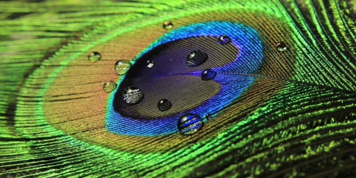 1920x1080 beautiful peacock feather hd - Clip Art Library