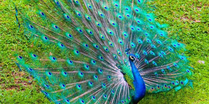1600x1067 Peacock HD Wallpapers - Top Free Peacock HD Backgrounds - WallpaperAccess