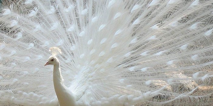 1024x768 Peacock Wallpaper and Background - Animals Town