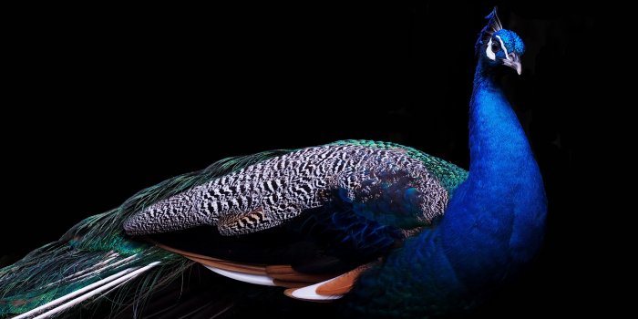 4310x2591 400+ Best Peacock Images · 100% Free Download · Pexels Stock Photos