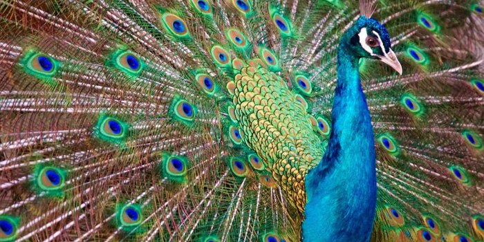 2118x1536 Meaning and Uses of the Peacock Symbol in Feng Shui