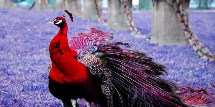 1920x1080 Red Peacock Wallpaper - Live Wallpaper HD