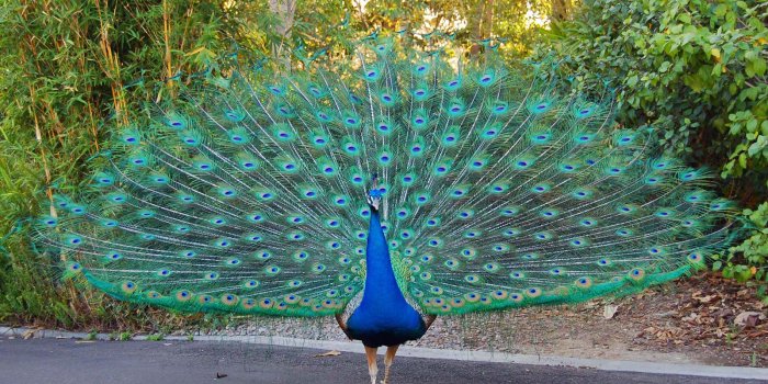 1600x1000 Free Peacock Wallpaper - Animals Town