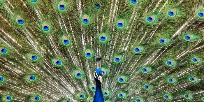 1925x1542 400+ Best Peacock Images · 100% Free Download · Pexels Stock Photos