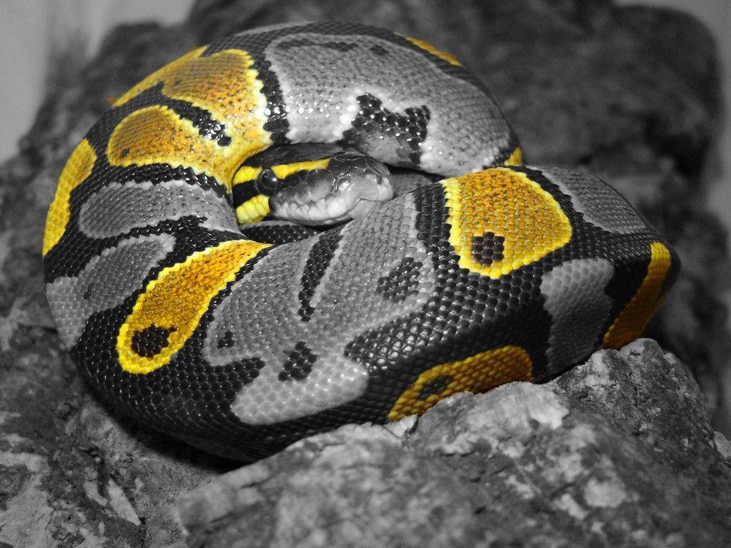 1024x768 Ball Python Wallpapers - Top Free Ball Python Backgrounds - WallpaperAccess