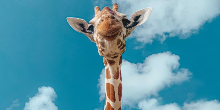 1000x1088 500+ Giraffe Pictures [HD] | Download Free Images on Unsplash