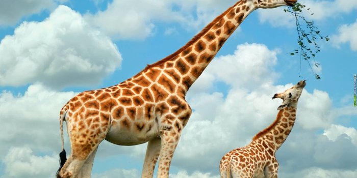 1900x1200 230+ Giraffe HD Wallpapers and Backgrounds