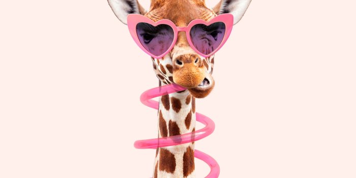 1800x1800 Buy Thirsty Giraffe wallpaper - Free shipping