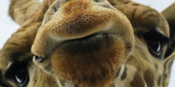 1024x768 Giraffe Wallpapers - Top Free Giraffe Backgrounds - WallpaperAccess