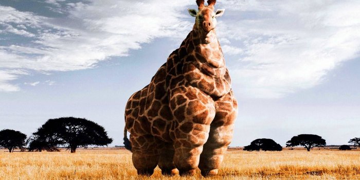 1920x1200 Awesome Giraffe Wallpapers - Top Free Awesome Giraffe Backgrounds -  WallpaperAccess