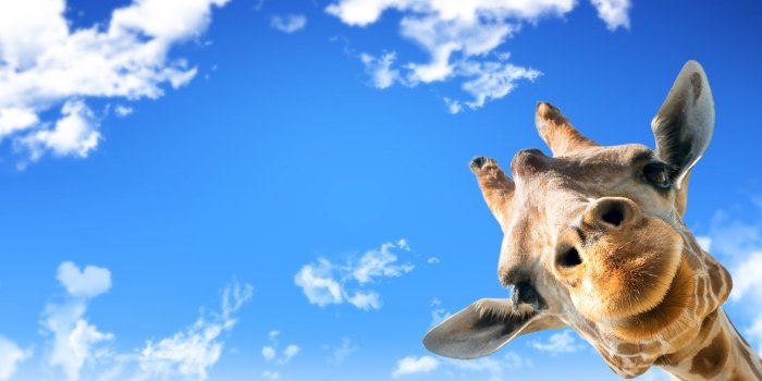 1920x1080 Cute Giraffe Mac Wallpaper - Live Wallpaper HD