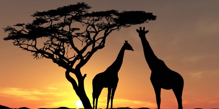 2987x2074 230+ Giraffe HD Wallpapers and Backgrounds