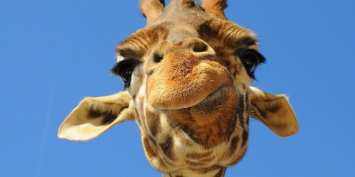 1600x1000 72+] Giraffe Wallpaper on WallpaperSafari