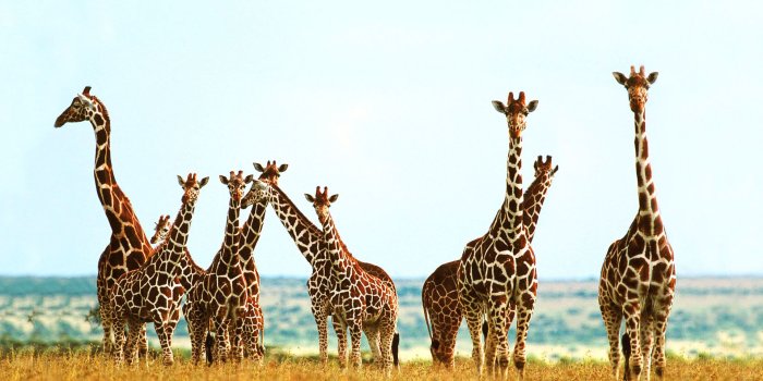 1920x1080 Giraffe Wallpaper - KDE Store