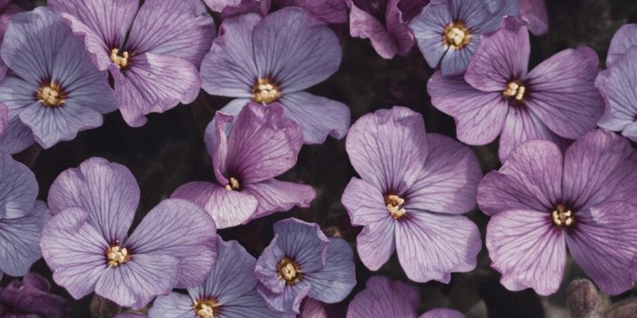 1000x1778 750+ Purple Aesthetic Pictures | Download Free Images on Unsplash