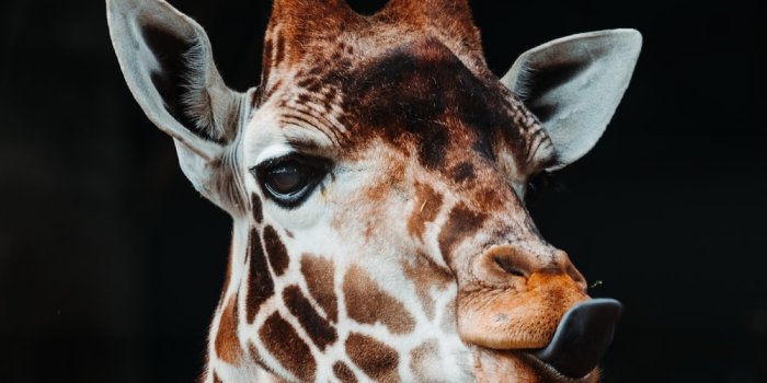 1000x1500 500+ Giraffe Pictures [HD] | Download Free Images on Unsplash