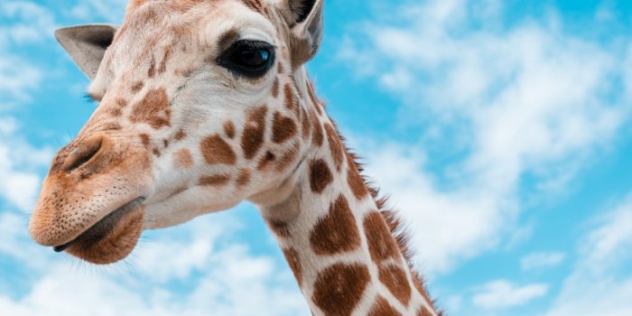 1000x1497 500+ Giraffe Pictures [HD] | Download Free Images on Unsplash