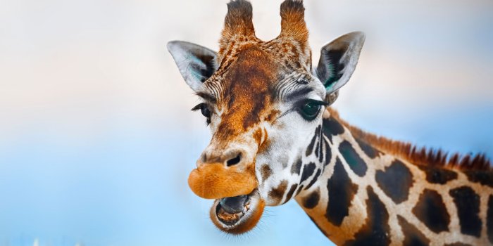 1366x820 Cheeky Giraffe Wallpaper Mural | Marmalade Art