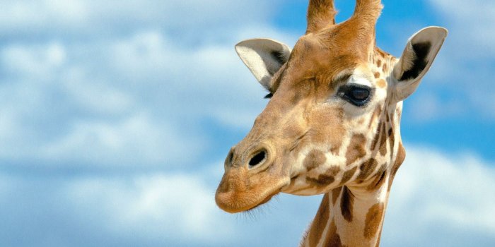 1920x1200 30+ Giraffe Wallpapers: HD, 4K, 5K for PC and Mobile | Download free images  for iPhone, Android