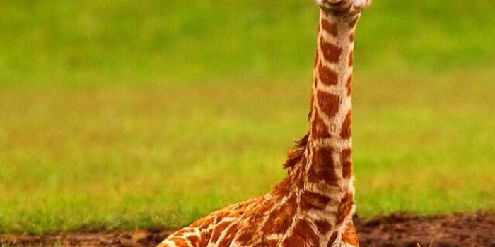 1024x1024 Baby Giraffe Wallpapers