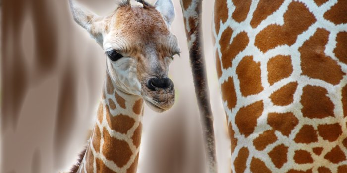 1600x1200 Giraffe Wallpapers - Animal Spot