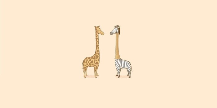 1920x1080 humor, zebra, giraffe Wallpaper, HD Vector 4K Wallpapers, Images, Photos  and Background - Wallpapers Den