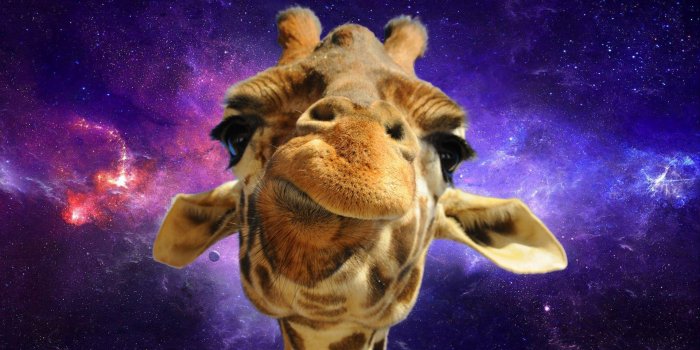 1920x1080 Space Giraffe HD wallpaper
