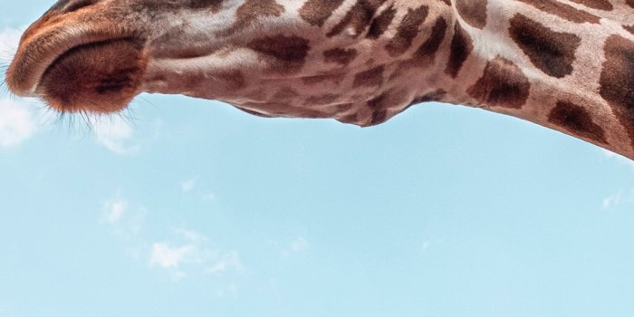 1125x2436 1125x2436 Giraffe Under Blue Sky 5k Iphone XS,Iphone 10,Iphone X HD 4k  Wallpapers, Images, Backgrounds, Photos and Pictures