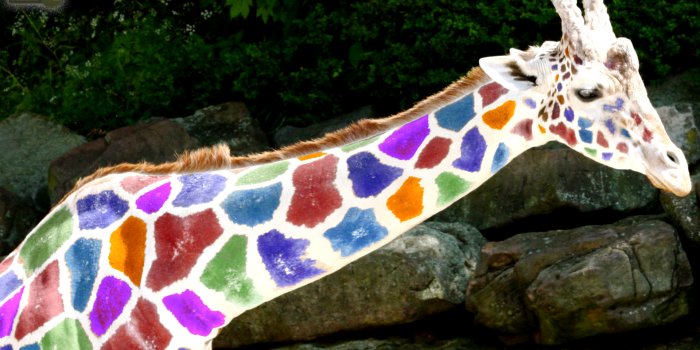 1920x1080 Giraffe Wallpapers - Animal Spot