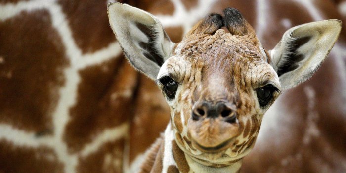 1920x1080 Baby Giraffe Wallpapers - Top Free Baby Giraffe Backgrounds -  WallpaperAccess