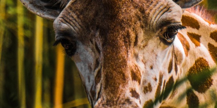 1284x2778 brown giraffe near tree iPhone Wallpapers Free Download