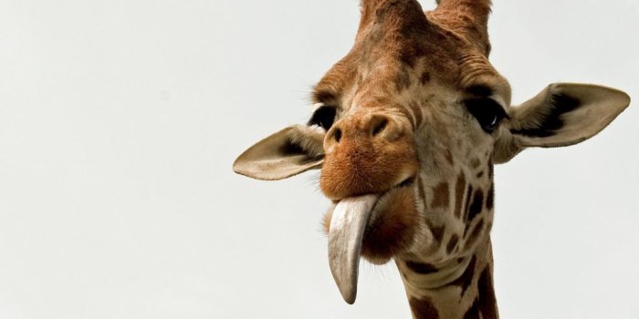 1024x768 Giraffe 4K wallpapers for your desktop or mobile screen free and easy to  download