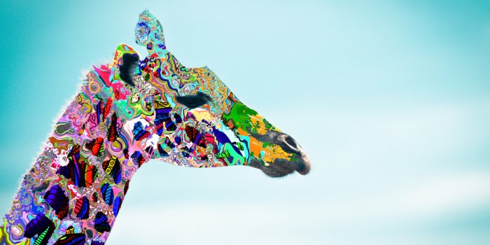 2560x1600 Giraffe Backgrounds (70+ pictures)